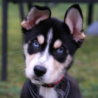 JADORA - Husky-Schäfer-Mix - 10 Monate - Tierhilfe-Franken e. V.