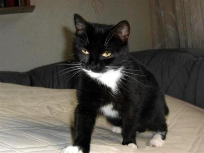 46147 Oberhausen-Schmachtendorf Junge Katze entlaufen