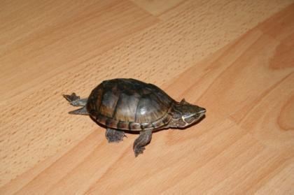 2 Moschusschildkröten abzu geben Sternotherus odoratus 1 0 und 0 1