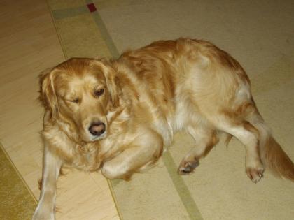 Golden-Retriever-Hündin kastriert sucht.