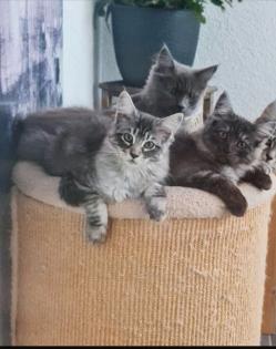 Reinrassige Maine Coon Kitten suchen ihren Dosenöffner