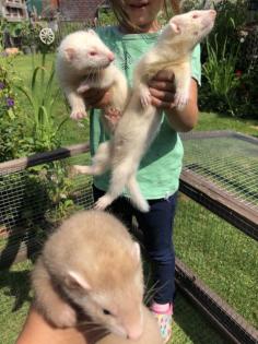 Frettchenwelpen Rüden Fähen Iltisfarben Albinos Siam