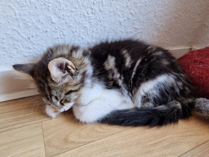 Norwegische Mix Kitten