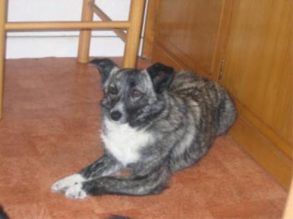 Hundesuche für kleine hunde