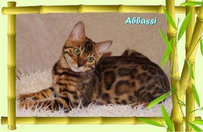 Bengal Kater sehr pfiffig keck und immer fröhlich sucht ein tolles Zuhause