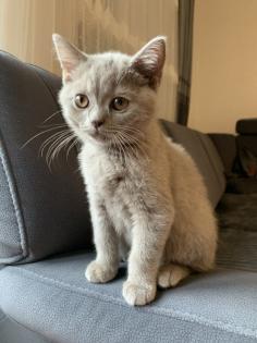 BKH Kitten suchen ein liebevolles zu Hause