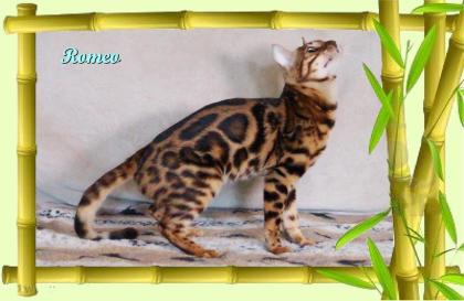 Exklusiver und pfiffiger Bengal Kater Donat Rosetten Eyecatcher unkastriert