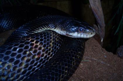 Biete 1. 1 Erdnattern Pantherophis obsoletus