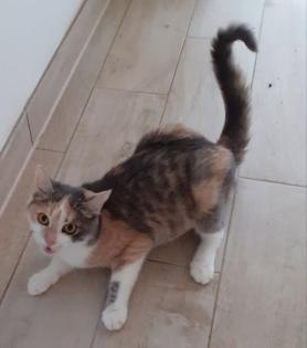 Coco Glückskatze sucht dringend glückliches Zuhause aus dem Tierschutz / gechipt geimpft kastr