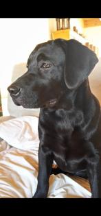Wunderschöne Labrador Welpen Hündin