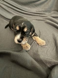 Beagle Cocker Spaniel Welpen