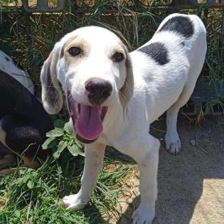 Linos sucht ein Zuhause