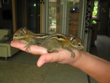 Gebe nestjunge chin. Baumstreifenhörnchen ab