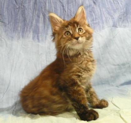 MAINE COON Kitten Coonies