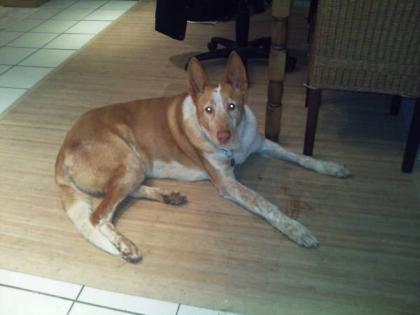 Traum-Pflegehund-Mustak sucht zu Hause mag Menschen Kinder Hunde und Kat