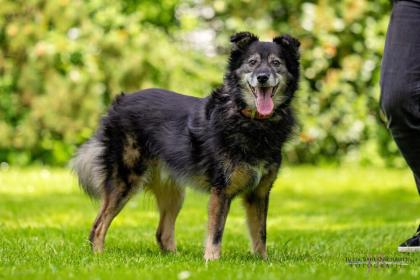 KARLHEINZ - Mischling - 9 Jahre - Tierhilfe-Franken e. V.