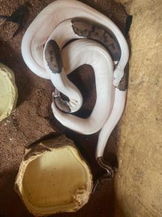 3 x Königspython Python Regius zu verkaufen