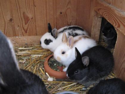 Süße Zwergkaninchen zu verkaufen