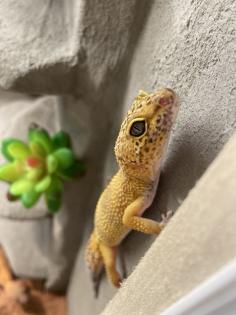 2 Leopardgecko Damen mit Terrarium