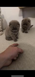 2 Scottish Fold BKH mix Kitten zu verkaufen