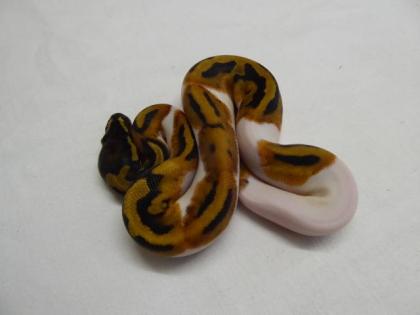 0. 1 - Piebald CB 2022