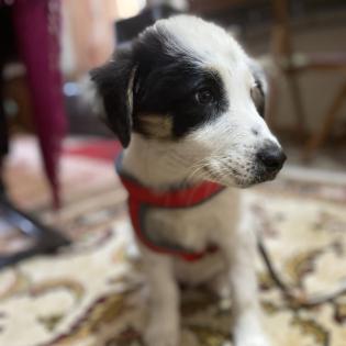 Orestes / Status sucht ein Zuhause