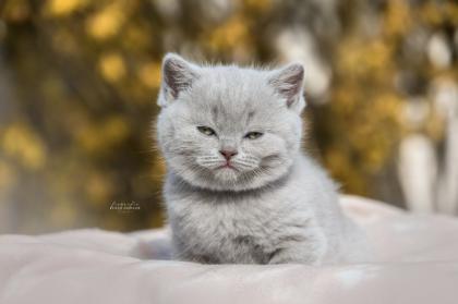 BKH Kitten Kater lilac m