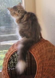 Maine Coon - Black Tabby White