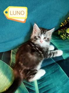 Main-Coon Kitten reinrassig