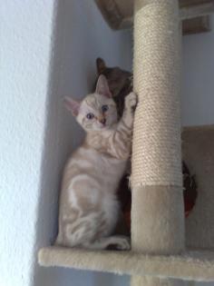 Bengalkitten snowbengalen bengalen
