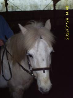 Suche Reitbeteiligung In Hann. Münden Kassel o. Fuldatal Reinhardshagen und umg
