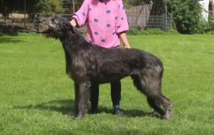 Irish Wolfhoundwelpen VDH IWC