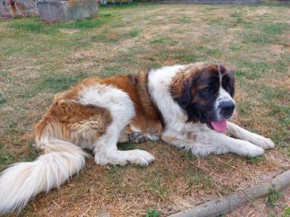 Welpen Moskauer Wachhund zu vergeben