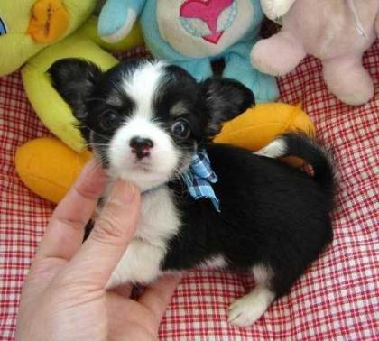 Wunderschöne Reinrassige Mini Chihuahua Babys Langhaar und. Kurzhaar