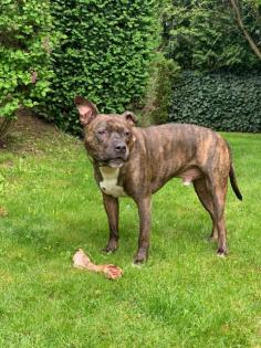 Liebevoller hund in gute Hände abzugeben
