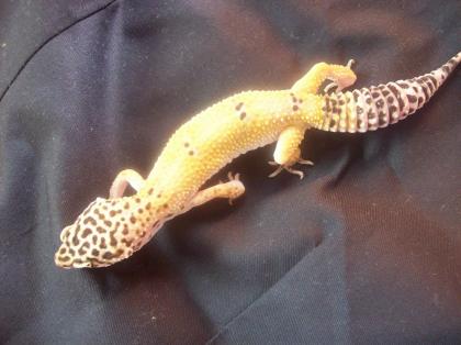 3 Leopardgecko weibchen leos 150 Euro inklusive versandt