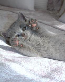 Wunderschöne BKH Kitten in der Farbe Blue Lilac