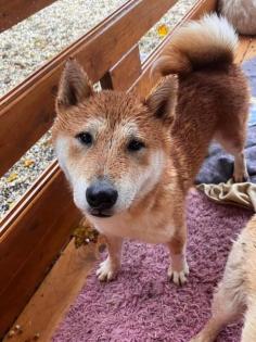 Bachiko - lieb neugierig verträglich - Shiba Inu-Mischling