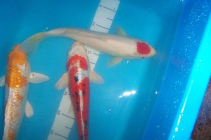 Japan Koi Israel Koi Biotopfische Teichmuscheln uvm. vom Koi Center Schafflu