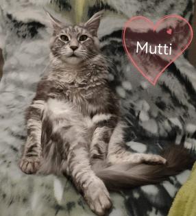 Main-Coon Kitten reinrassig