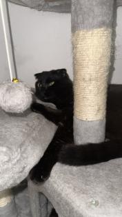 Wunderschöne Katzenbrüder abzugeben BKH Mix