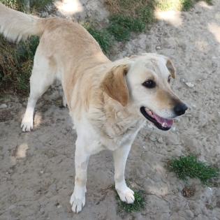 Kylo / Status sucht ein Zuhause