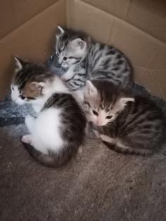 Kleine Kätzchen 3 kleine Kater