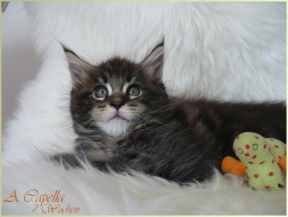 4 hübsche black tabbys suchen liebevolles Personal