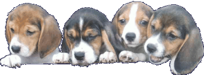 Süße Beagle Welpen abzugeben