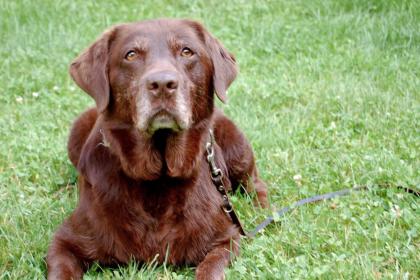 LORELLA - anhänglicher toller Labrador - 7 5 Jahre - Tierhilfe-Franken e. V.