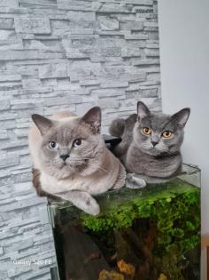 BKH Kitten suchen ein Zuhause