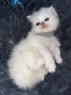 BLH Kitten ab der 12 Woche