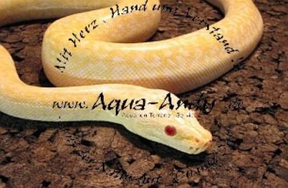 Python molurus bivittatus granit albino 500 - Euro