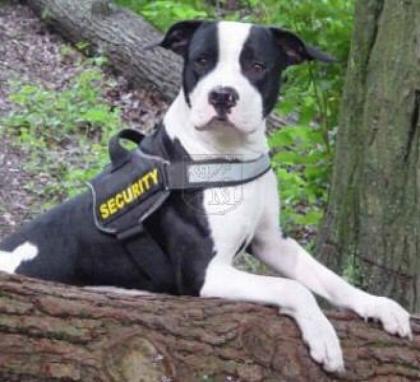 Swoopdog Fachausstattung für Freizeit - Sport und Diensthunde.